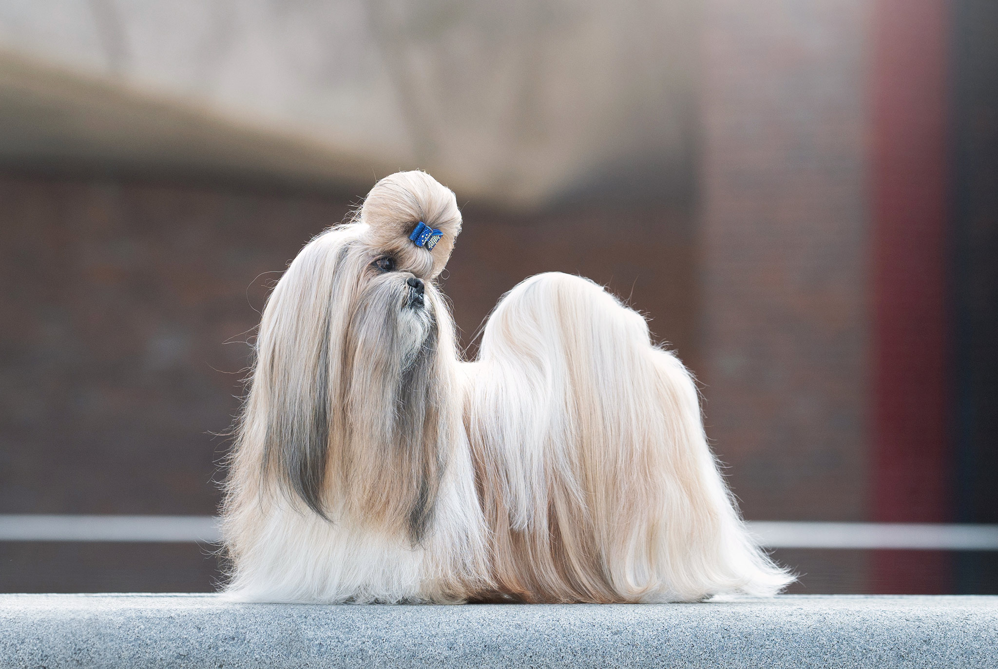 sesja fotograficzna rasowego shih tzu z hodowli FCI w centrum Katowic
