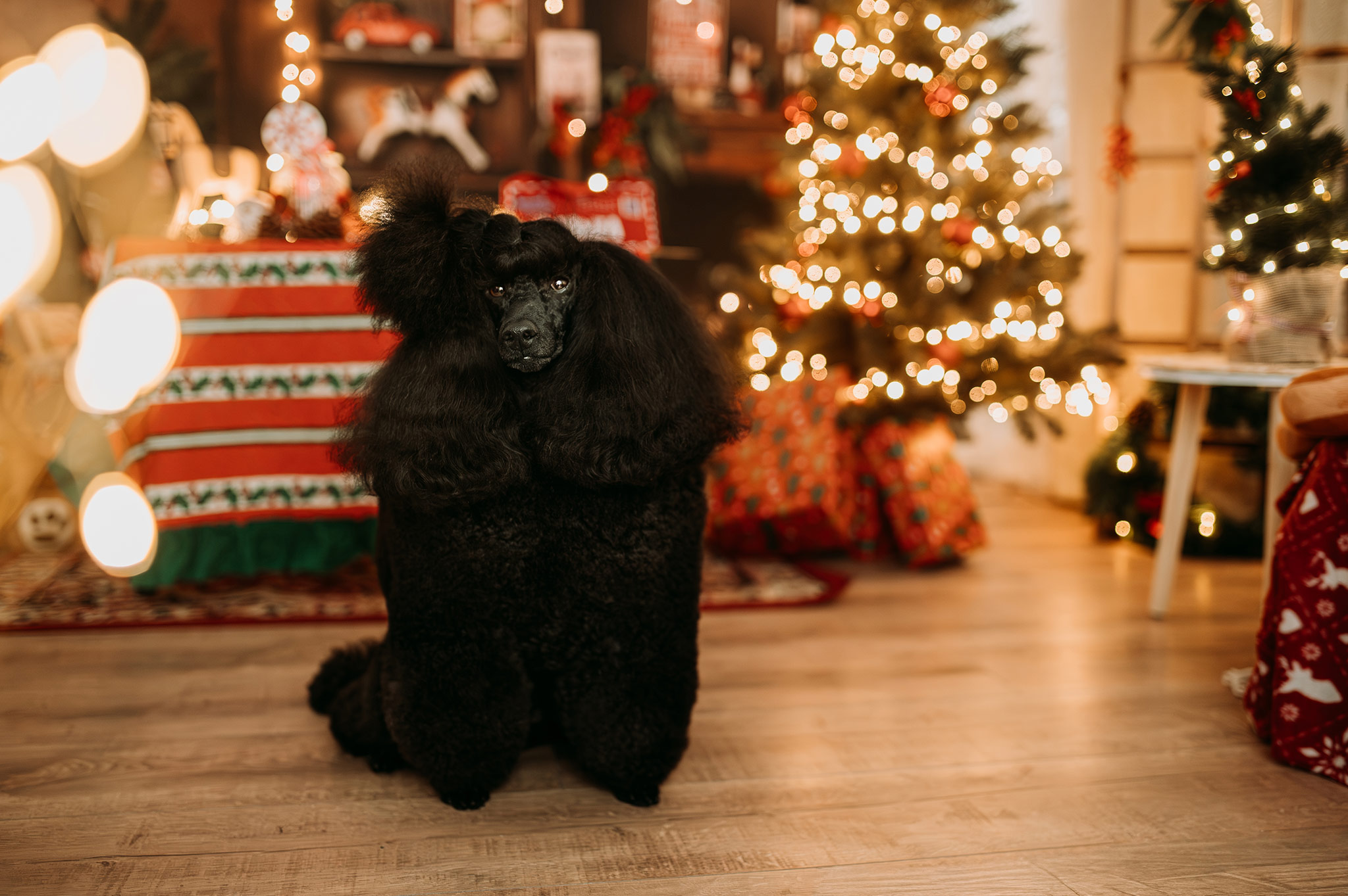 Sesje świąteczne Śląsk Sosnowiec Katowice