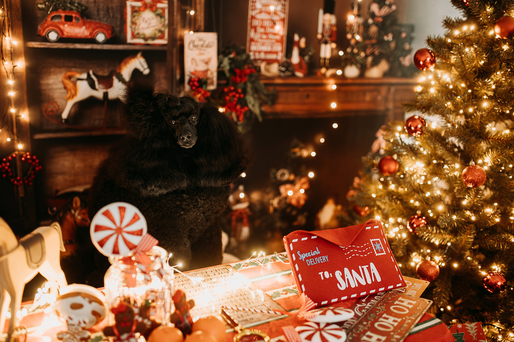 Sesje świąteczne Śląsk Sosnowiec Katowice