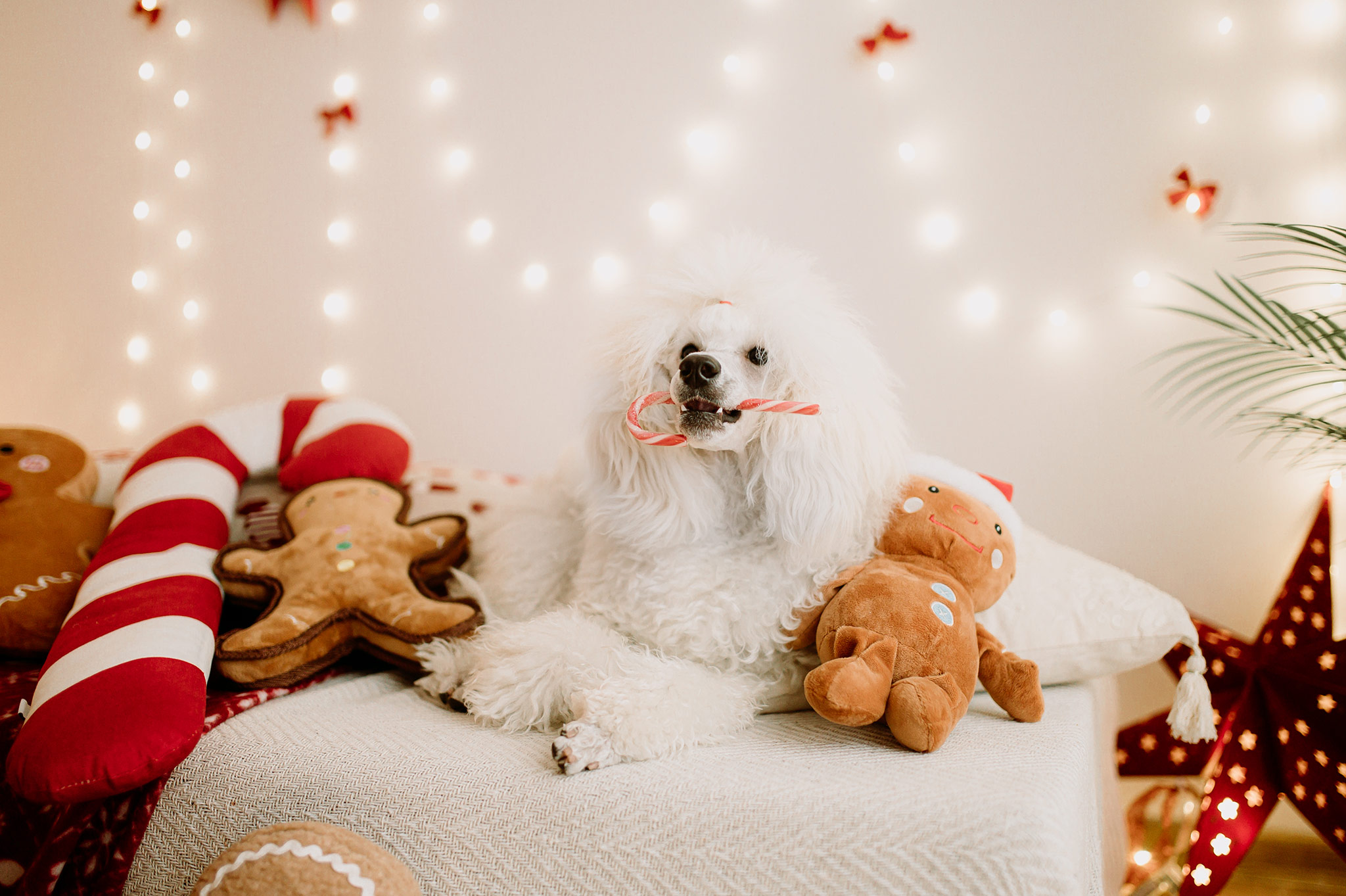 Sesje świąteczne Śląsk Sosnowiec Katowice